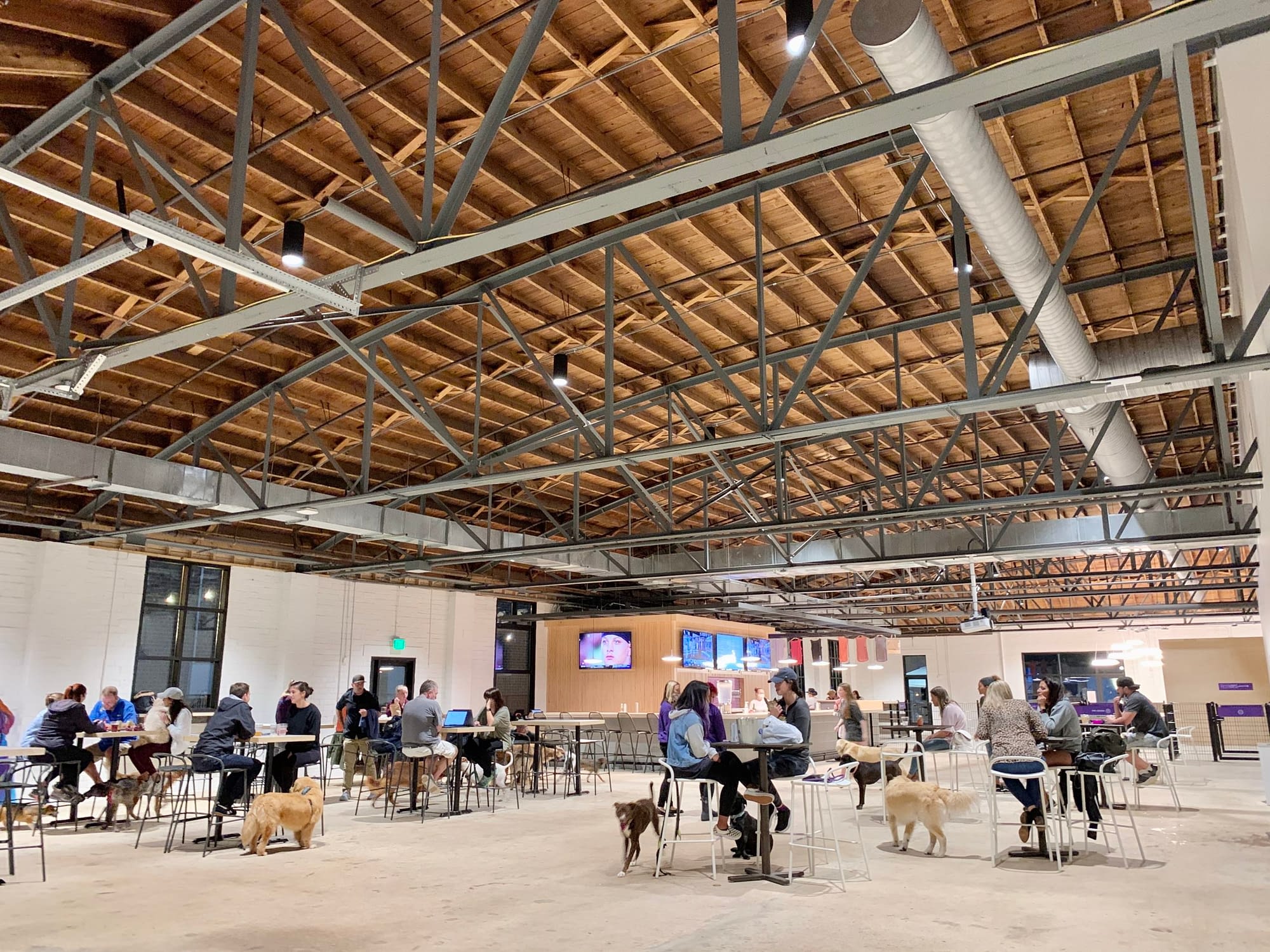 Dog Bar and Indoor Dog Park Charlotte, NC Skiptown