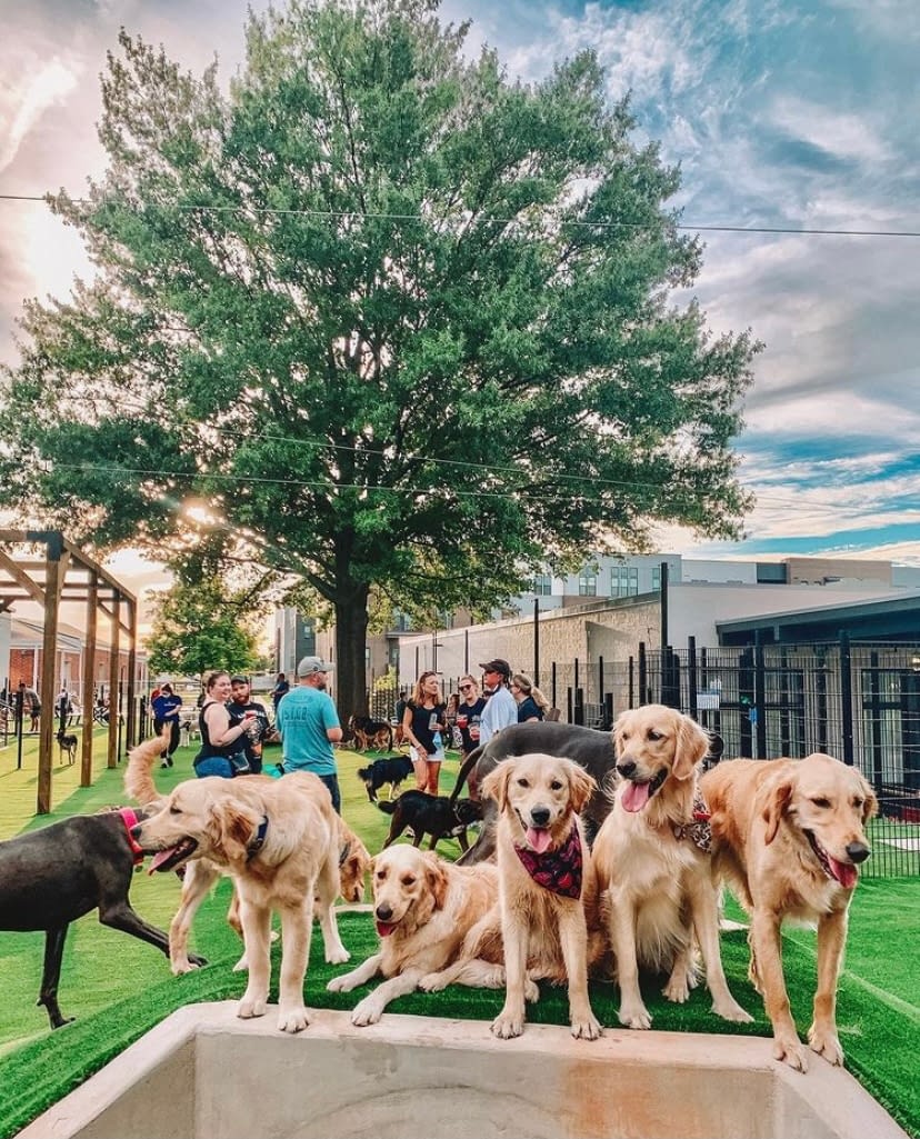 Skiptown Charlotte's Dog Bar & Park, Dog Boarding, and Dog Daycare