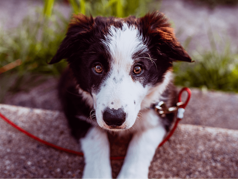 essential oil for dogs ears