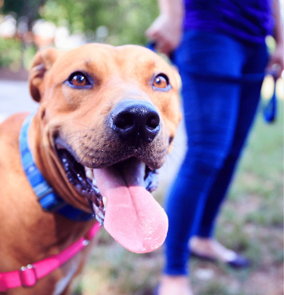 About Us How We're Providing the Best Dog Care Skiptown